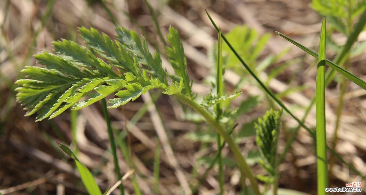 从茅草到仙人掌 平凡中的力量