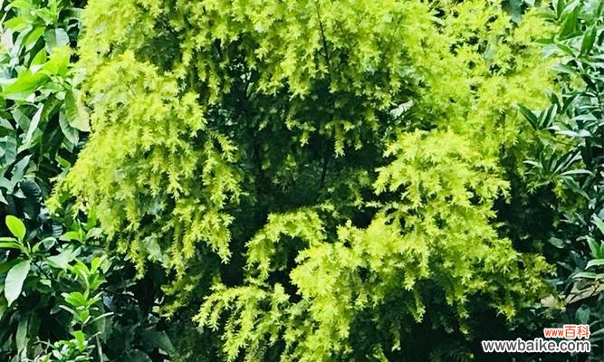 探索大自然中的生命力与美丽 生机勃勃的植物世界