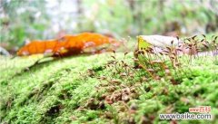 探索植物王国中生命力顽强的奇迹 顽强生命力的植物的奇妙世界