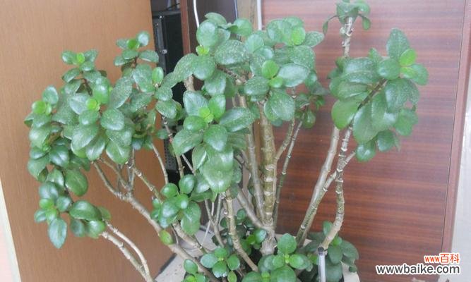 探寻自然世界中的胜利象征 胜利之花