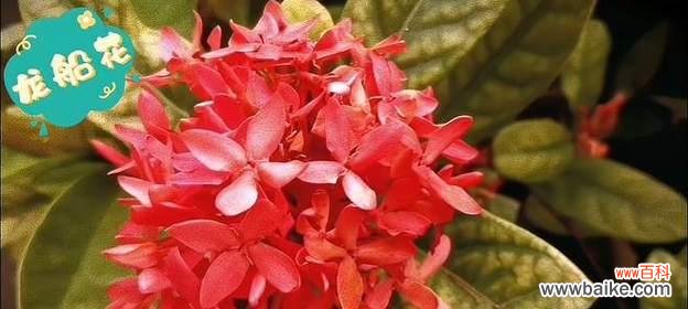 植物中的象征团结之美 团结的植物世界