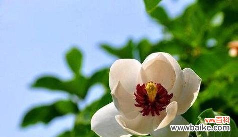 探索自然之美 植物世界中的无私奉献——探索自然中的无私奉献之美