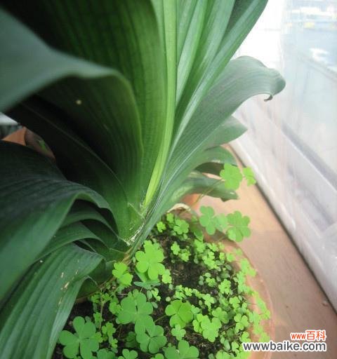 探索幸福象征植物的魅力与意义 幸福之花