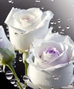 12朵白玫瑰的花语是什么？送12朵白玫瑰有何特殊意义？