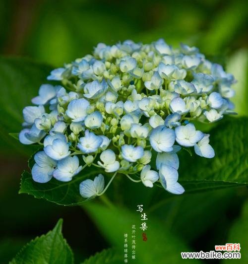 哪种花语代表自信大胆的人？它传递了怎样的信息？