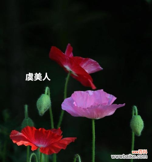 哪种花语代表自信大胆的人？它传递了怎样的信息？