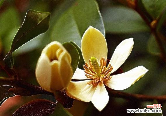 熊果树的花语和寓意有哪些?它在送礼时有何特别含义?