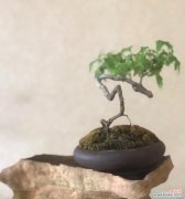 花语堂南门对面学校未来规划是什么？有哪些新动态？