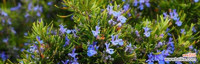 悼念故友时应选择什么花语?如何用花语表达哀悼之情?