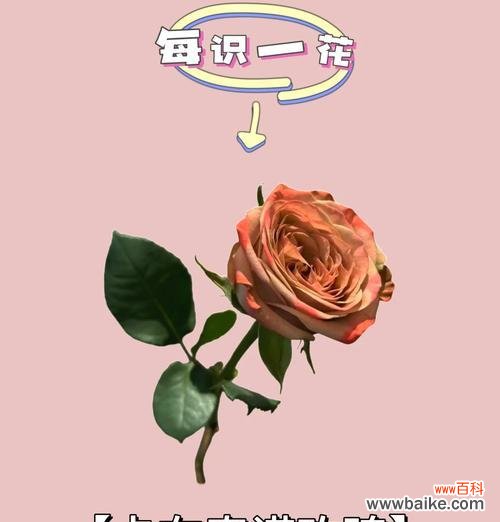 玫瑰花语代表什么意义和象征?玫瑰的不同颜色代表了哪些意义?