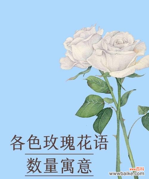 送老公玫瑰花的花语是什么?