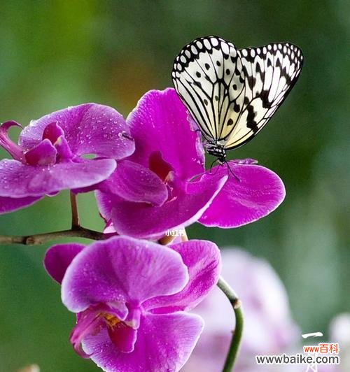 哪种花代表执着唯一的爱?