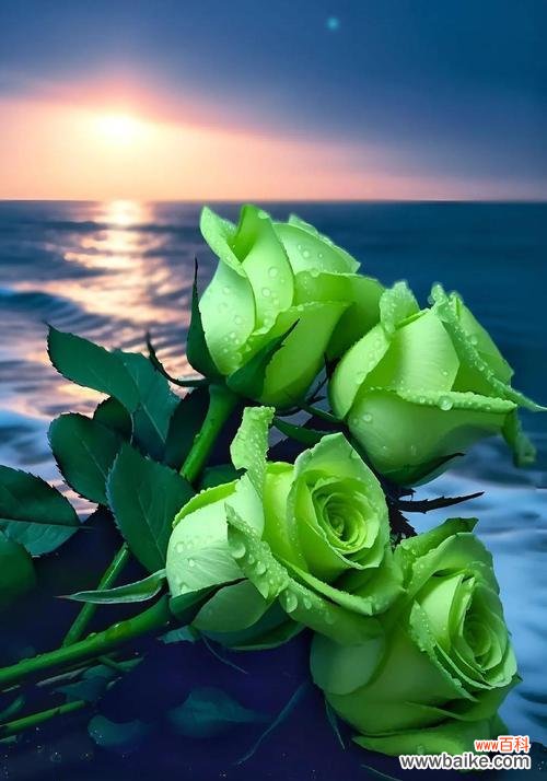 哪种花代表执着唯一的爱?