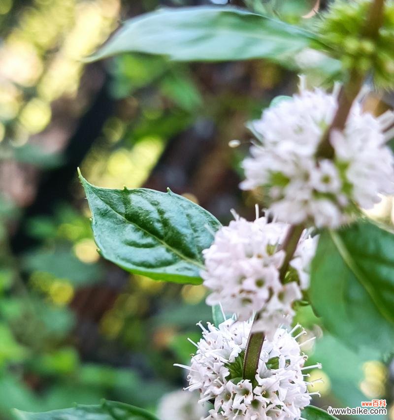 薄荷搞怪花语是什么?薄荷的花语有哪些趣味解释?