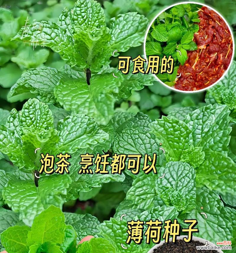 薄荷搞怪花语是什么?薄荷的花语有哪些趣味解释?