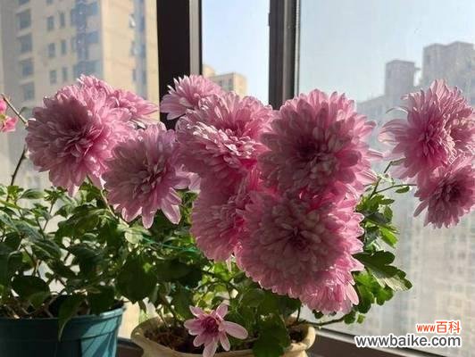 哪种花的花语象征绝望囚禁？这种花语有何深层含义？