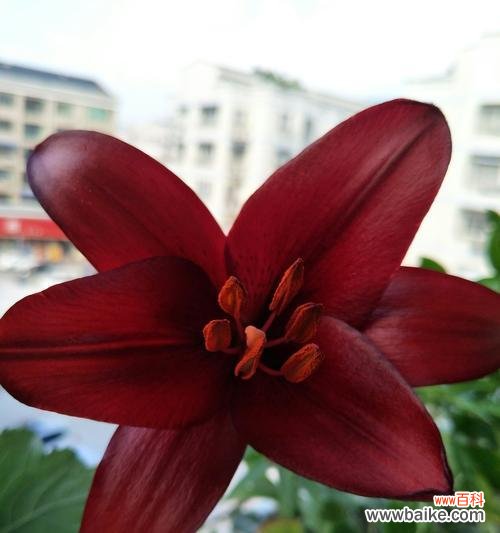 传递芬芳与纯洁 以香水百合的寓意