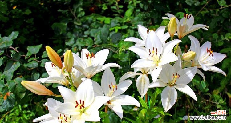 探寻百合花的含义与象征 香水百合花语之美