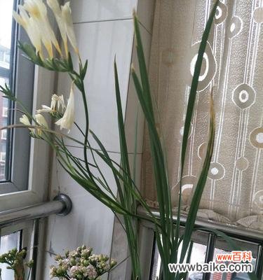 探寻香雪兰的深层内涵及象征 香雪兰的花语和意义