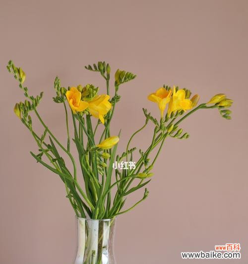 解读香雪兰的花语与传说,探寻其神秘之处 香雪兰