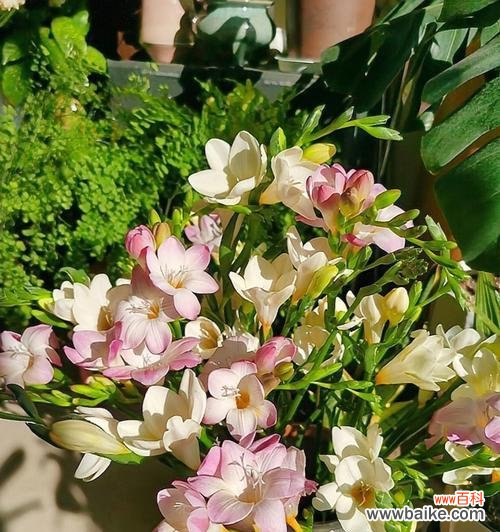 香雪兰花语的解读及象征意义,带给我们什么样的启示 香雪兰的花语