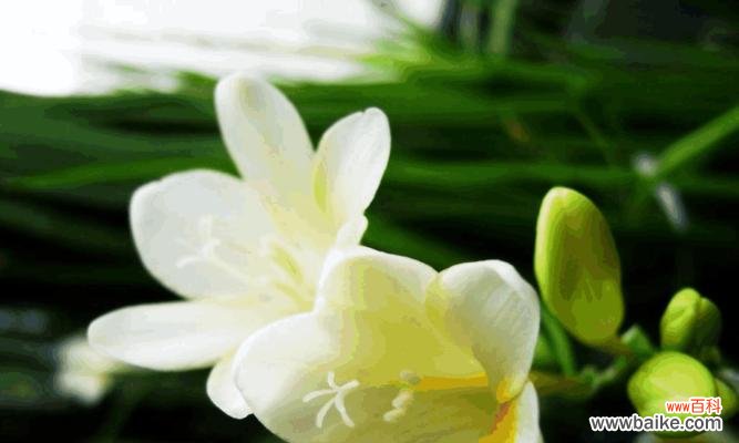 香雪兰花语的解读及象征意义,带给我们什么样的启示 香雪兰的花语