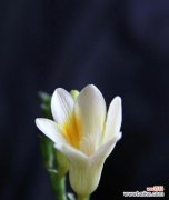 香雪兰花语的解读及象征意义，带给我们什么样的启示 香雪兰的花语