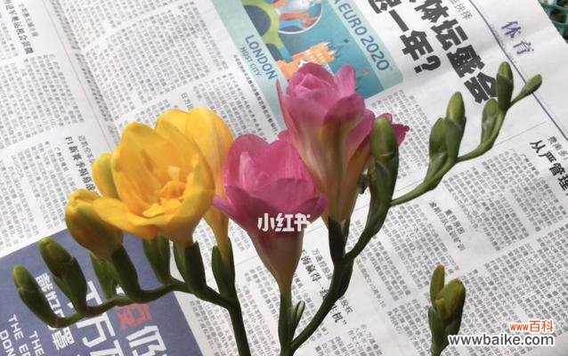 探索香雪兰的深意,了解其生命之美 以香雪兰的花语和寓意