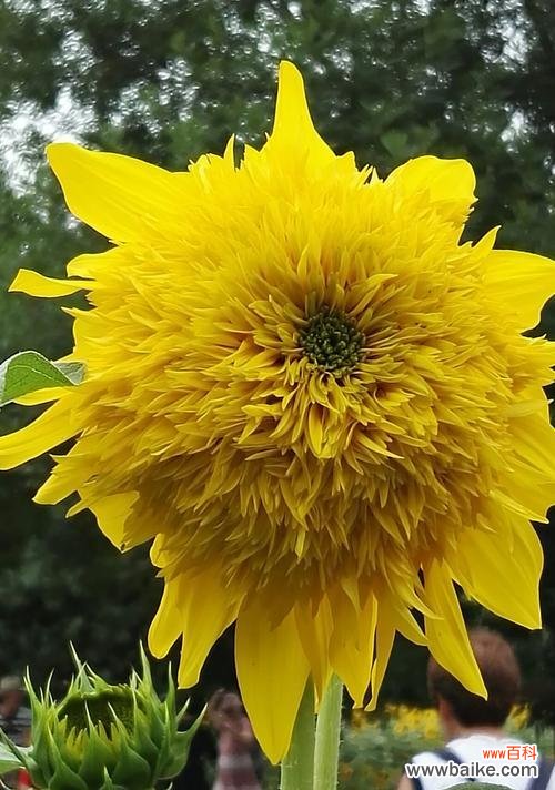 探究向日葵在文化中的多重象征意义 向日葵的象征意义及其重要性