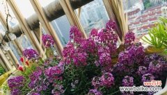 揭示香雪球花语的意义与象征，让花朵传递真挚的情感 香雪球花语——传递爱与祝福