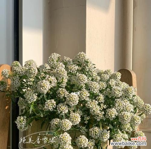 揭示香雪球花语的意义与象征,让花朵传递真挚的情感 香雪球花语——传递爱与祝福