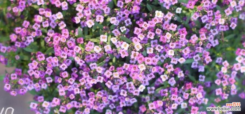 揭示香雪球花语的意义与象征,让花朵传递真挚的情感 香雪球花语——传递爱与祝福