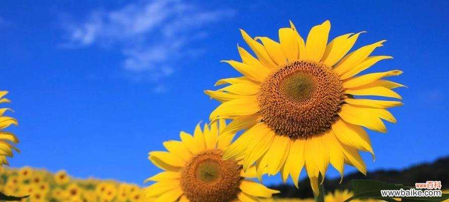 阳光中绽放的希望之花,向日葵的花语与寓意 向日葵的花语和寓意,生命的希望与阳光