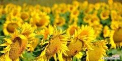 向日葵的象征意义及文化内涵 向日葵花语与寓意
