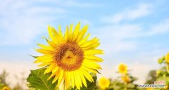探索向日葵所传递的喜悦与希望 向日葵的寓意与花语