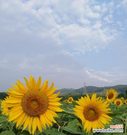 探索向日葵所传递的喜悦与希望 向日葵的寓意与花语