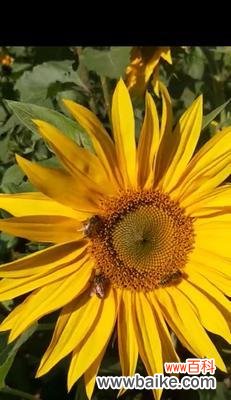 探索向日葵所传递的喜悦与希望 向日葵的寓意与花语