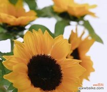 探索向日葵的象征意义与美丽花语 向日葵的寓意与花语大揭秘