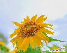 向日葵的花语是什么意思，揭示花语中的秘密 向日葵的花语