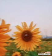 绽放在阳光下的向日葵花海 向日葵的花语——希望与激情