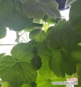 探索自然中的阳光力量 阳光向上的植物