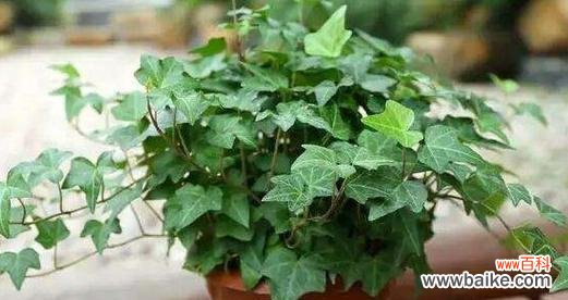 探索植物世界中的象征符号和意义 植物中的象征意义——自然与人类文化的交织