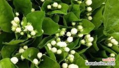 友情的花园 以象征友情的植物为主题的文章