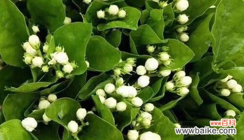 友情的花园 以象征友情的植物为主题的文章