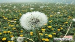 以植物为象征的友谊长存 友谊长存的植物