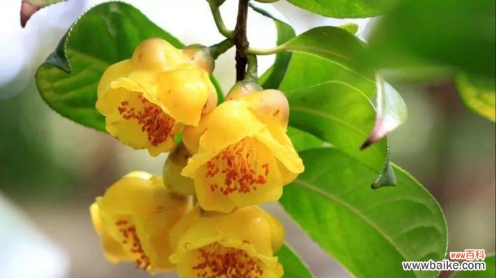 以象征责任与担当的植物及其意义 植物的责任与担当