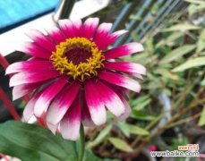 追寻成功的花径 蒸蒸日上的植物