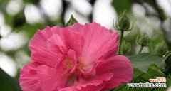 探索植物世界中令人惊叹的爱情故事 植物的至死不渝爱情