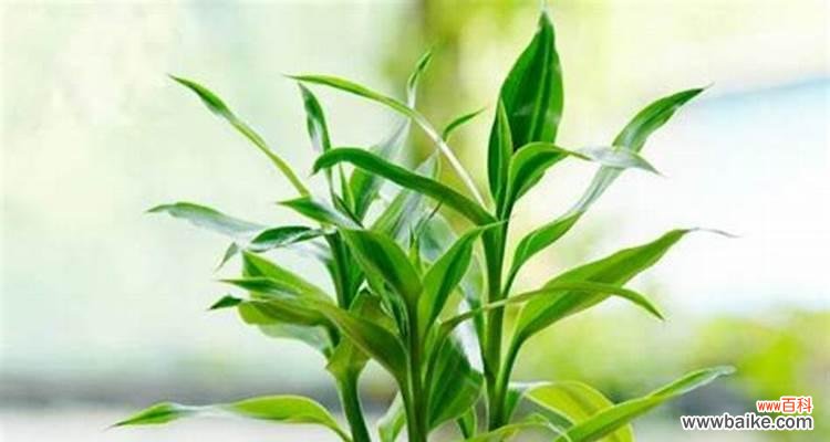 探索植物世界中的善心 植物中象征助人为乐的种类