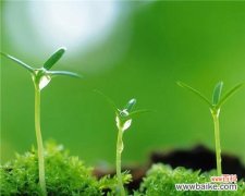 探寻生命的勃发与灿烂 鲜活朝气